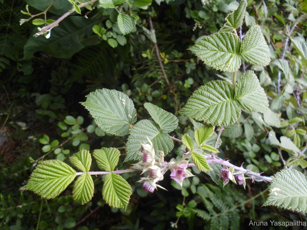 Rubus leucocarpus Arn.